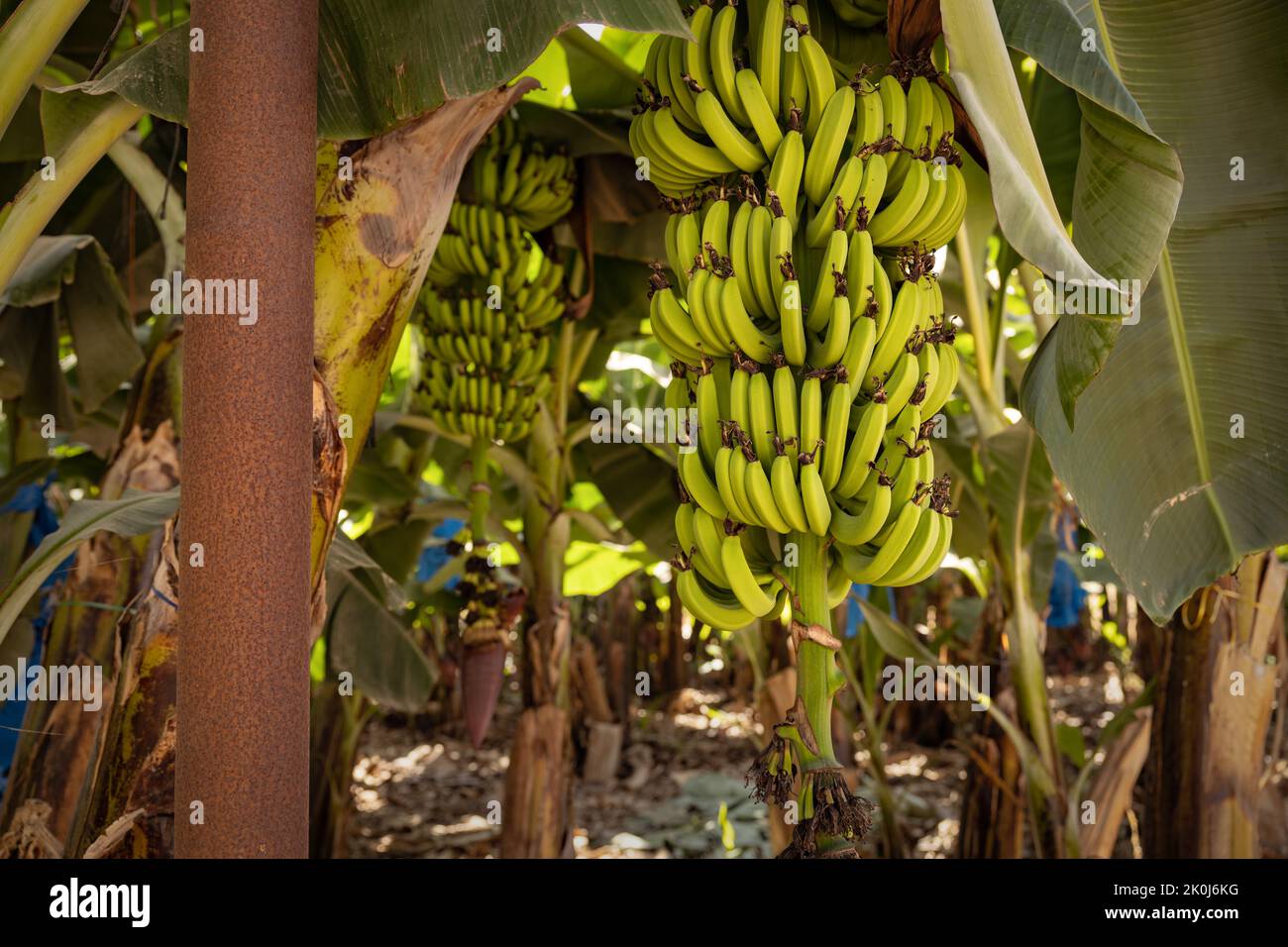 Haufen grüner Bananen in einer Plantage Stockfoto
