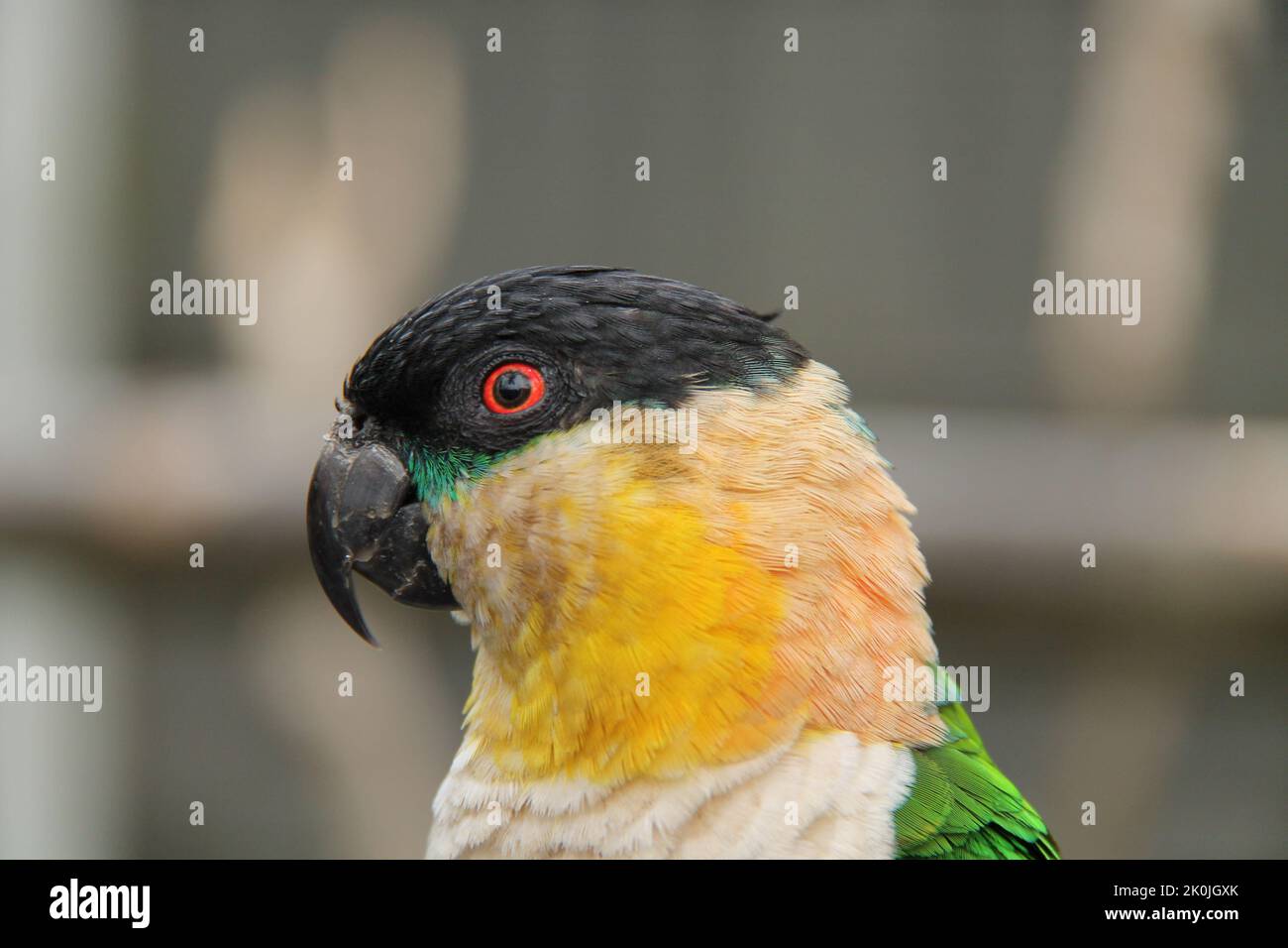 Der Kopf eines wunderschönen Papageien mit schwarzen Kaiken. Stockfoto