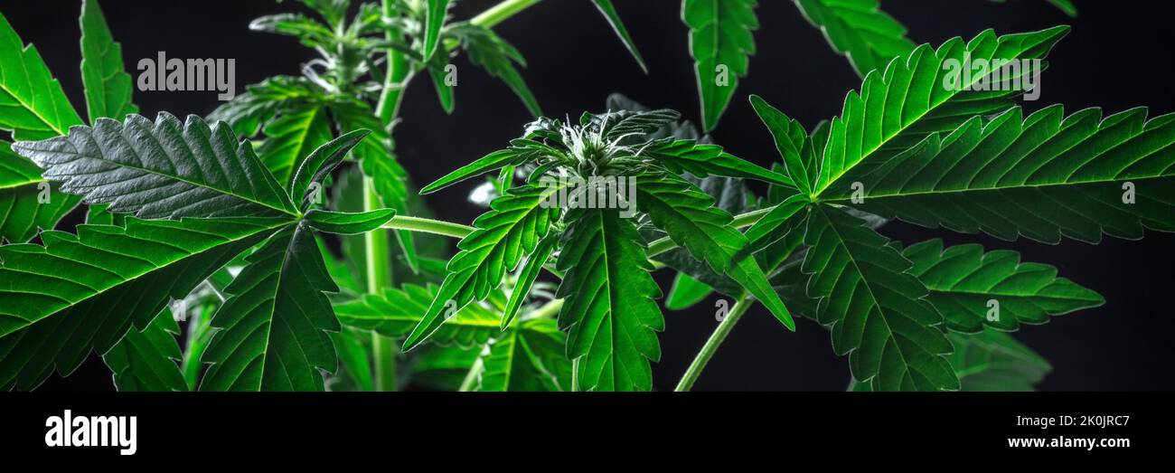 Blühende Cannabispflanzen Panorama, Weiße Blumen und leuchtend grüne Blätter. Anbau von Marihuana für medizinische Zwecke Stockfoto