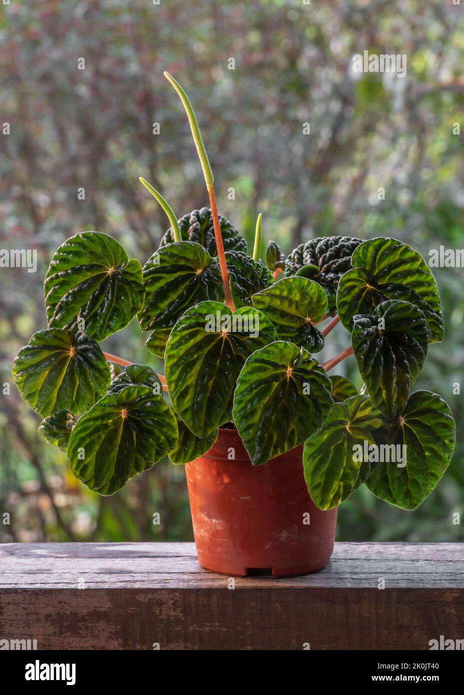 Nahaufnahme der grünen peperomia caperata aka smaragdgrünen Welligkeit peperomia, in natürlichem Sonnenlicht isoliert auf natürlichem Hintergrund im Freien Stockfoto