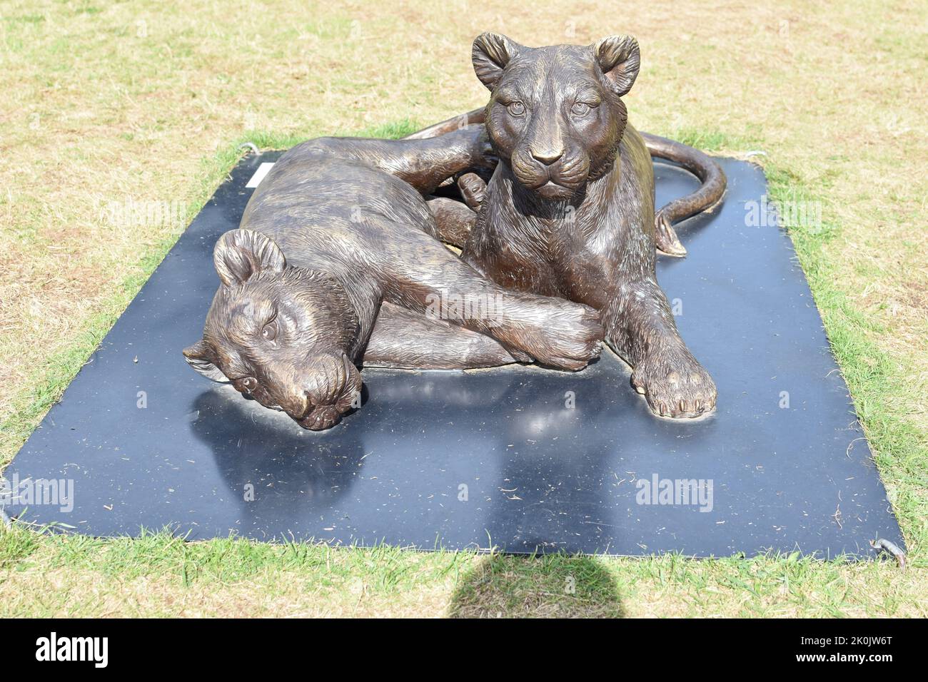 Born Free Forever Bronze Lion Sculptures at the Downs in Bristol Stockfoto