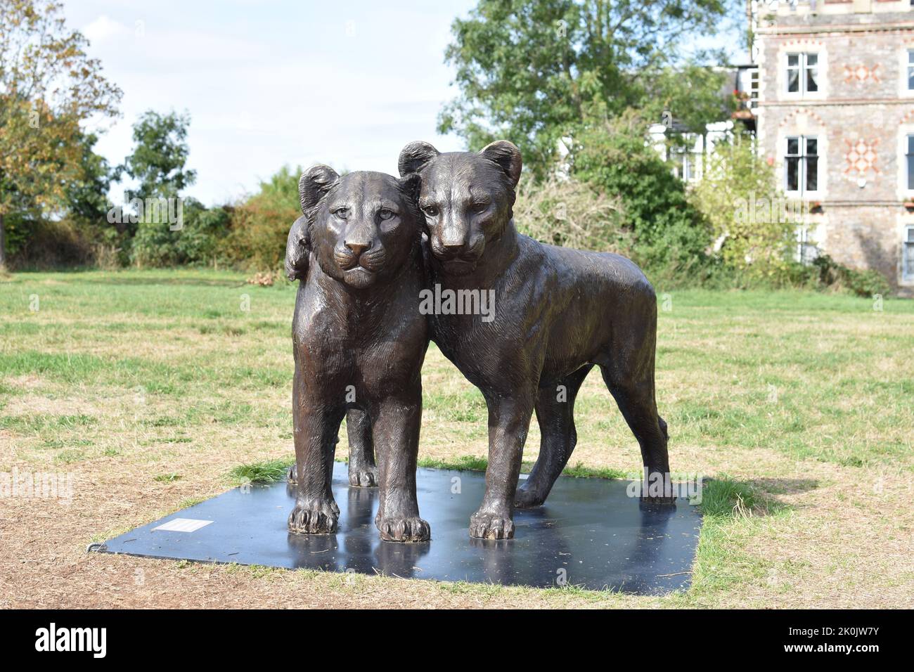 Zwei Skulpturen von Bronzelöwen an den Meereswänden, Durdham Downs, Clifton, Bristol - Born Free Forever Ausstellung (2022) Stockfoto