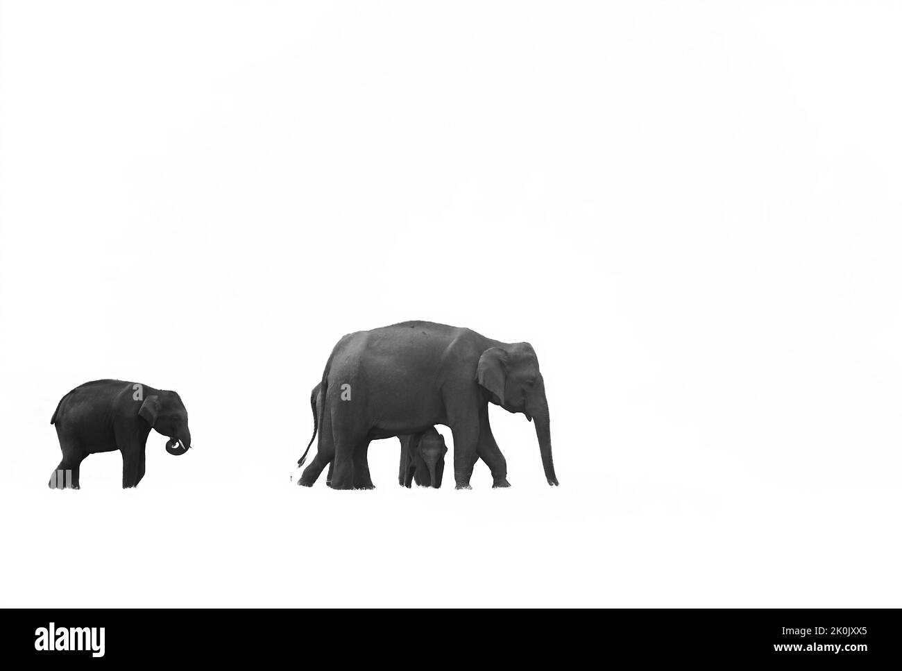 Elefant und Kalb. Jim-Corbett-Nationalpark, Indien. Stockfoto