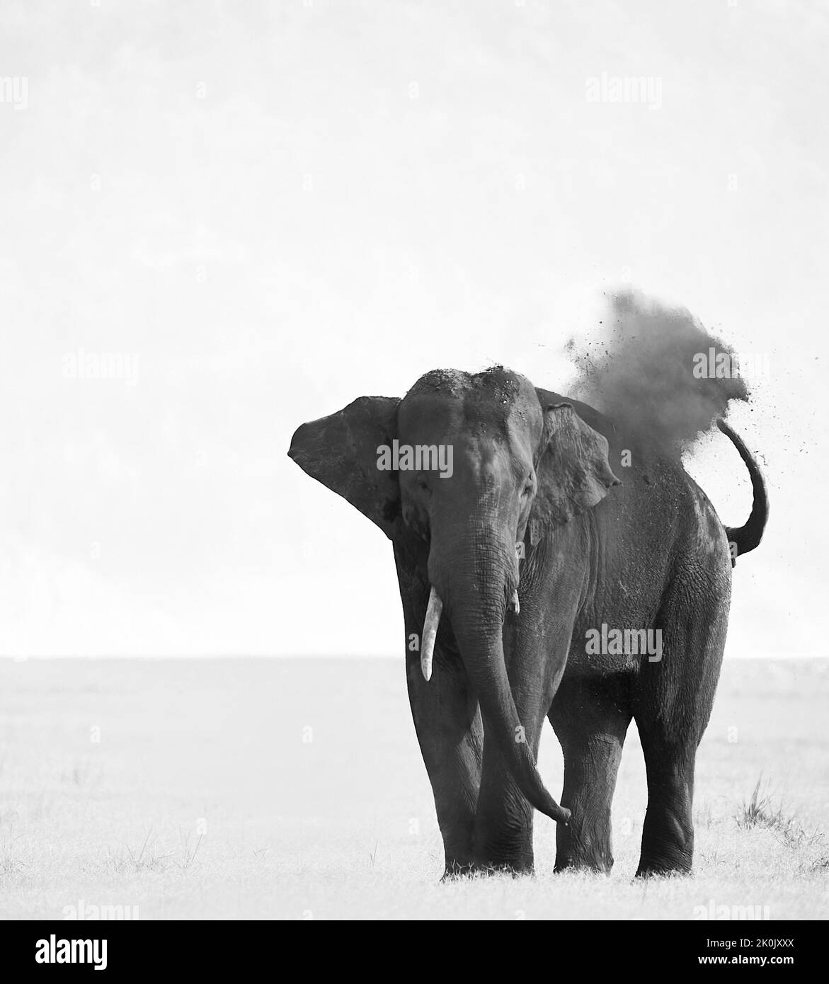 Asiatisches Elefantenschlammbad. Jim-Corbett-Nationalpark, Indien. Stockfoto