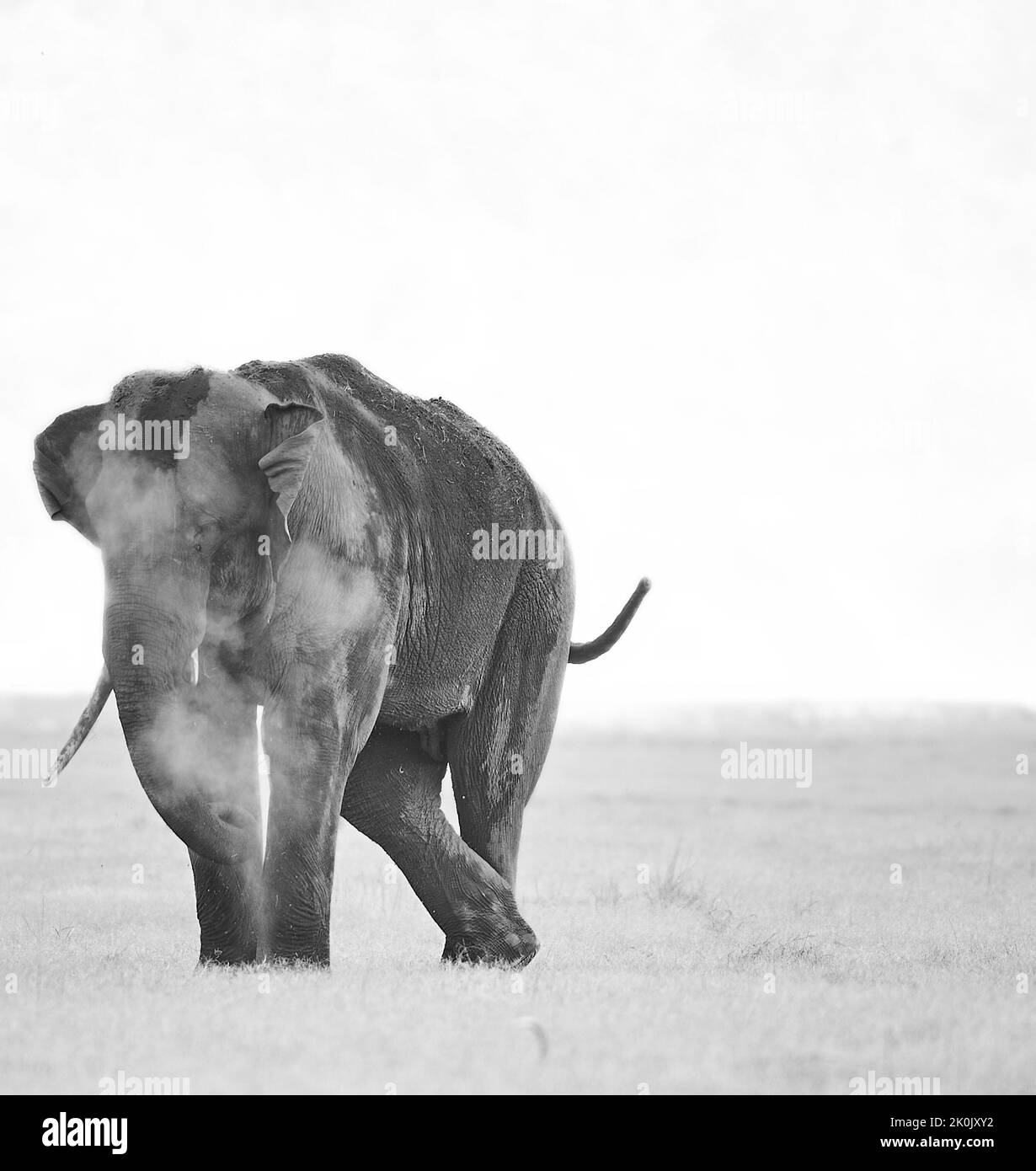 Asiatisches Elefantenschlammbad. Jim-Corbett-Nationalpark, Indien. Stockfoto