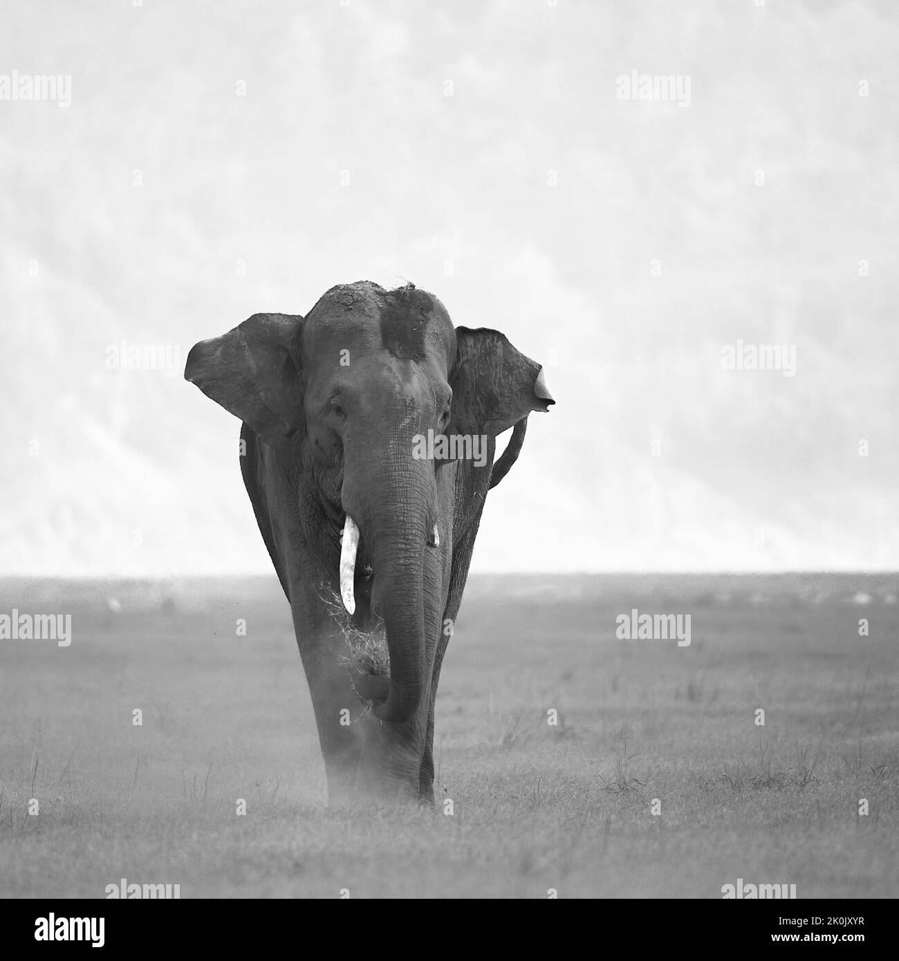 Asiatisches Elefantenschlammbad. Jim-Corbett-Nationalpark, Indien. Stockfoto