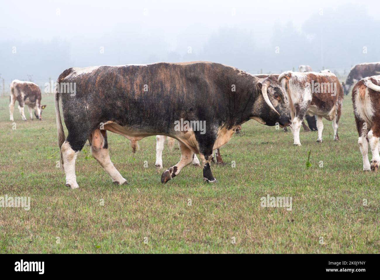 Englischer Langhornbulle auf einem Feld von Kühen, Hampshire, Großbritannien Stockfoto