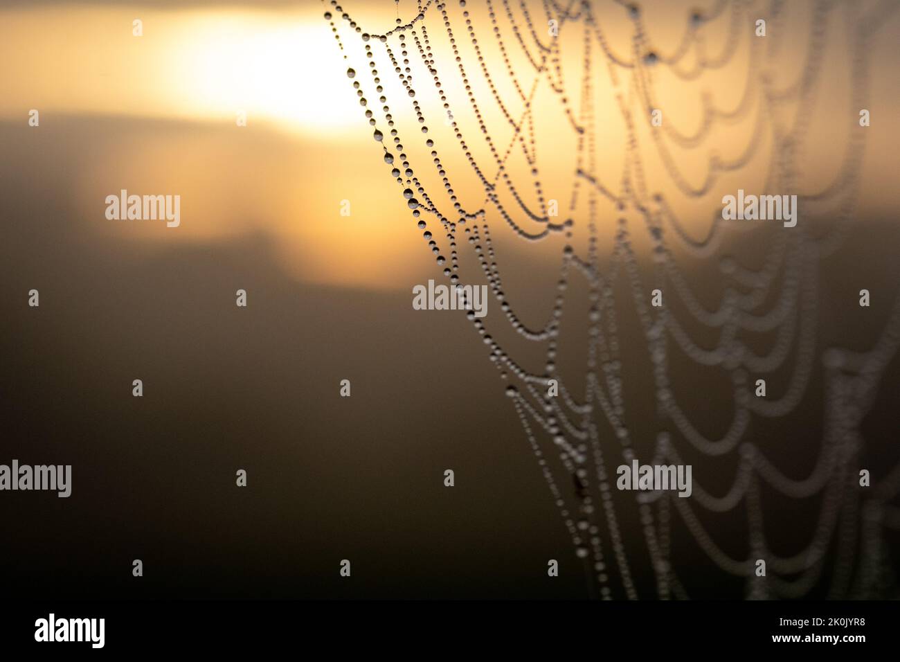Tauperlen auf einem Spinnennetz mit warmem Sonnenaufgang dahinter, Septembermorgen Stockfoto