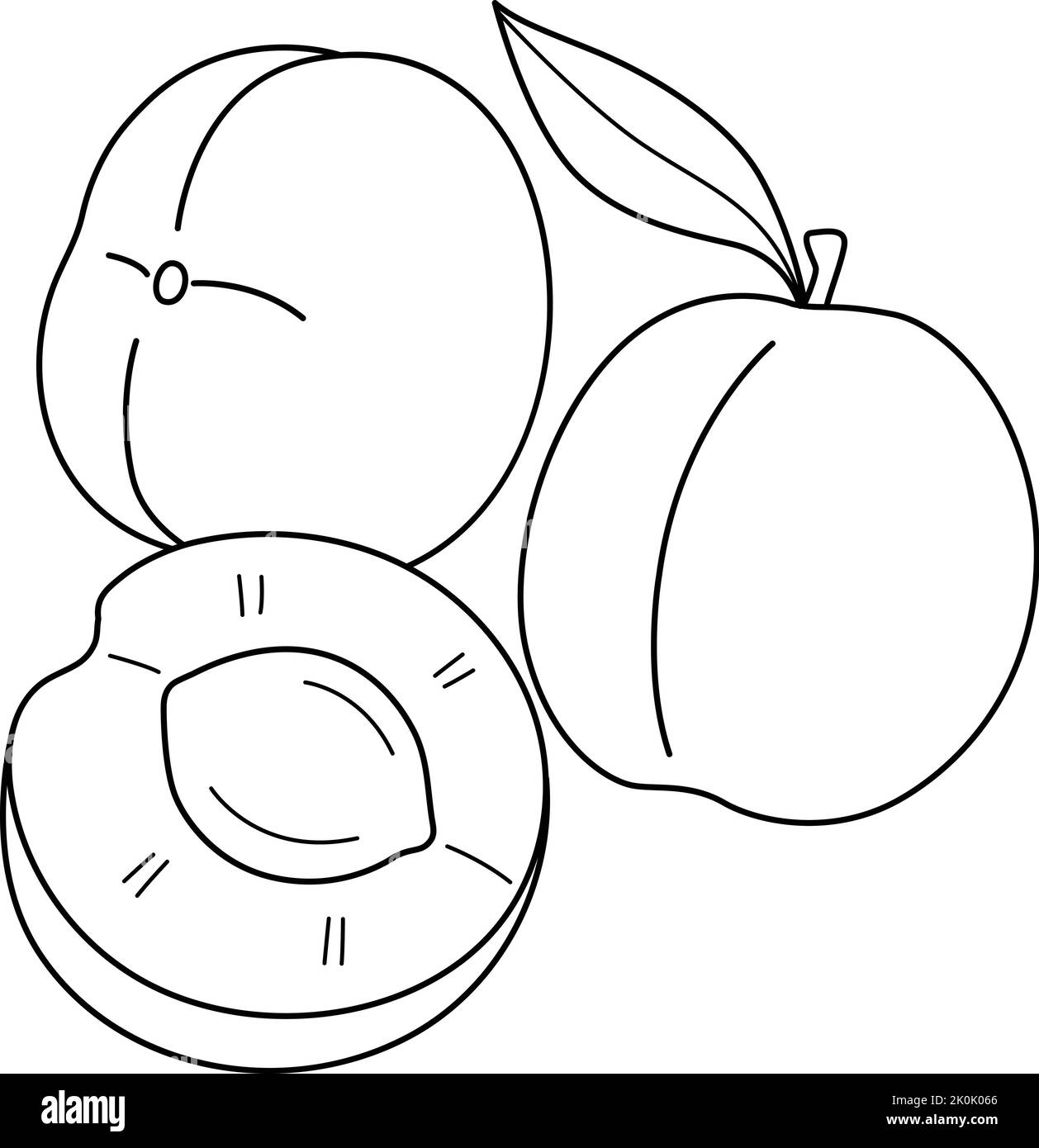 Aprikosenfrüchte isolierte Malseite für Kinder Stock Vektor