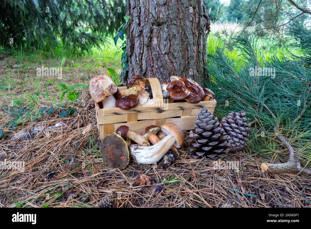 Frisch gepflückte Pilze aus dem Wald im Korb Stockfoto