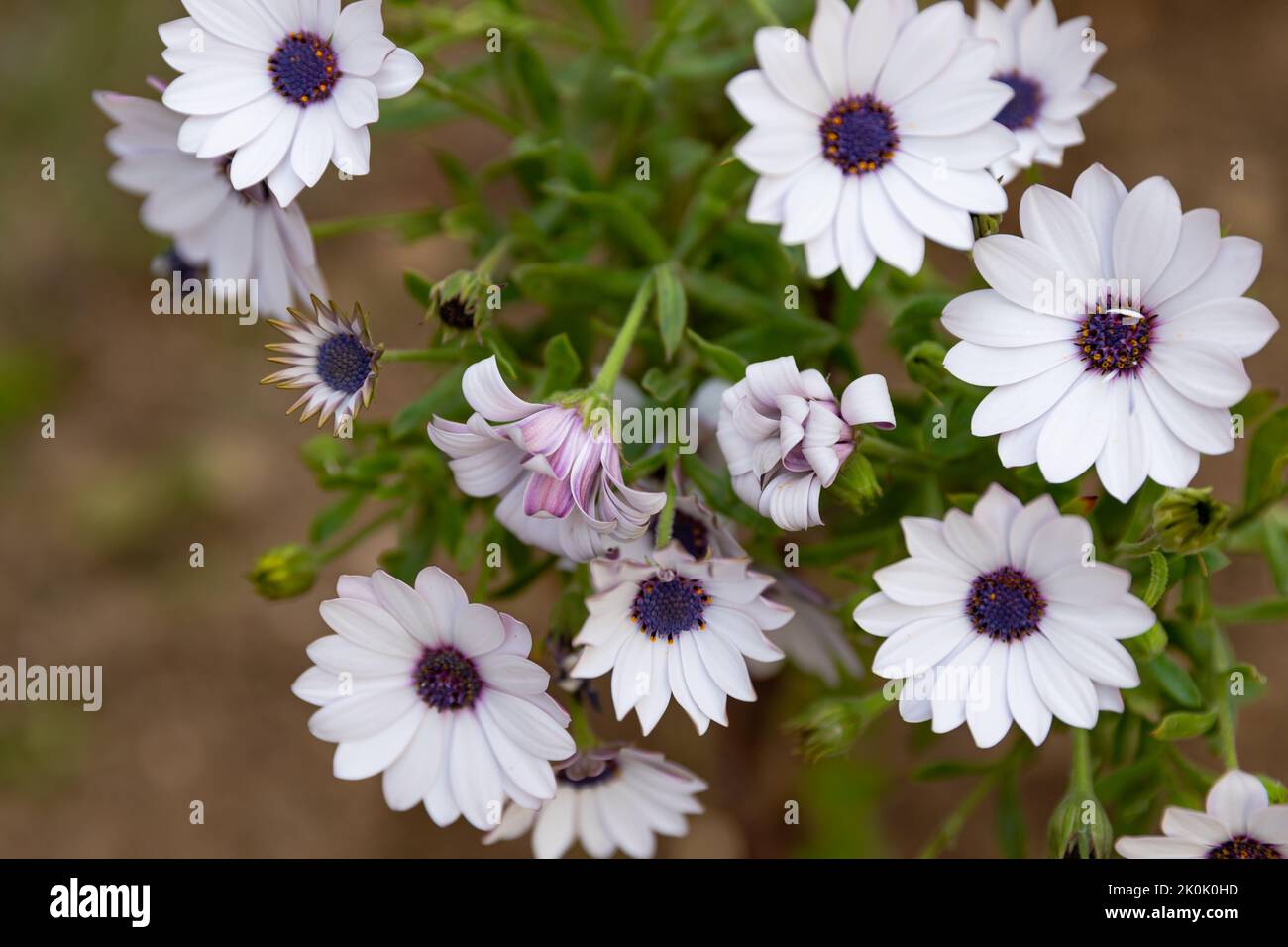 Bunte Blumen Hintergrund im Frühjahr, Hintergrund für Postkarte Stockfoto
