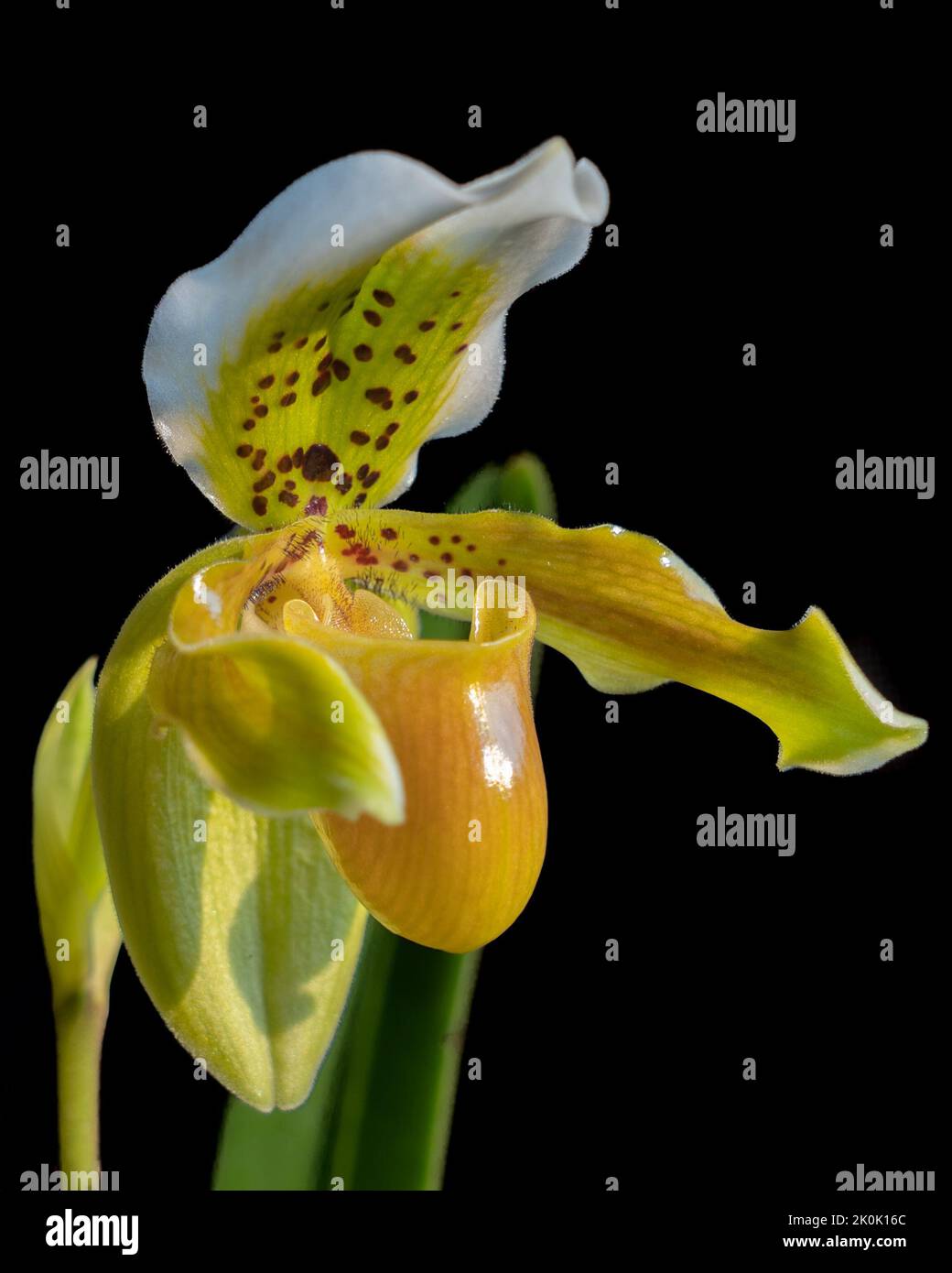 Nahaufnahme der leuchtend gelb-grünen und weißen Blume der Dame Slipper Orchidee Art paphiopedilum exul auf schwarzem Hintergrund Stockfoto