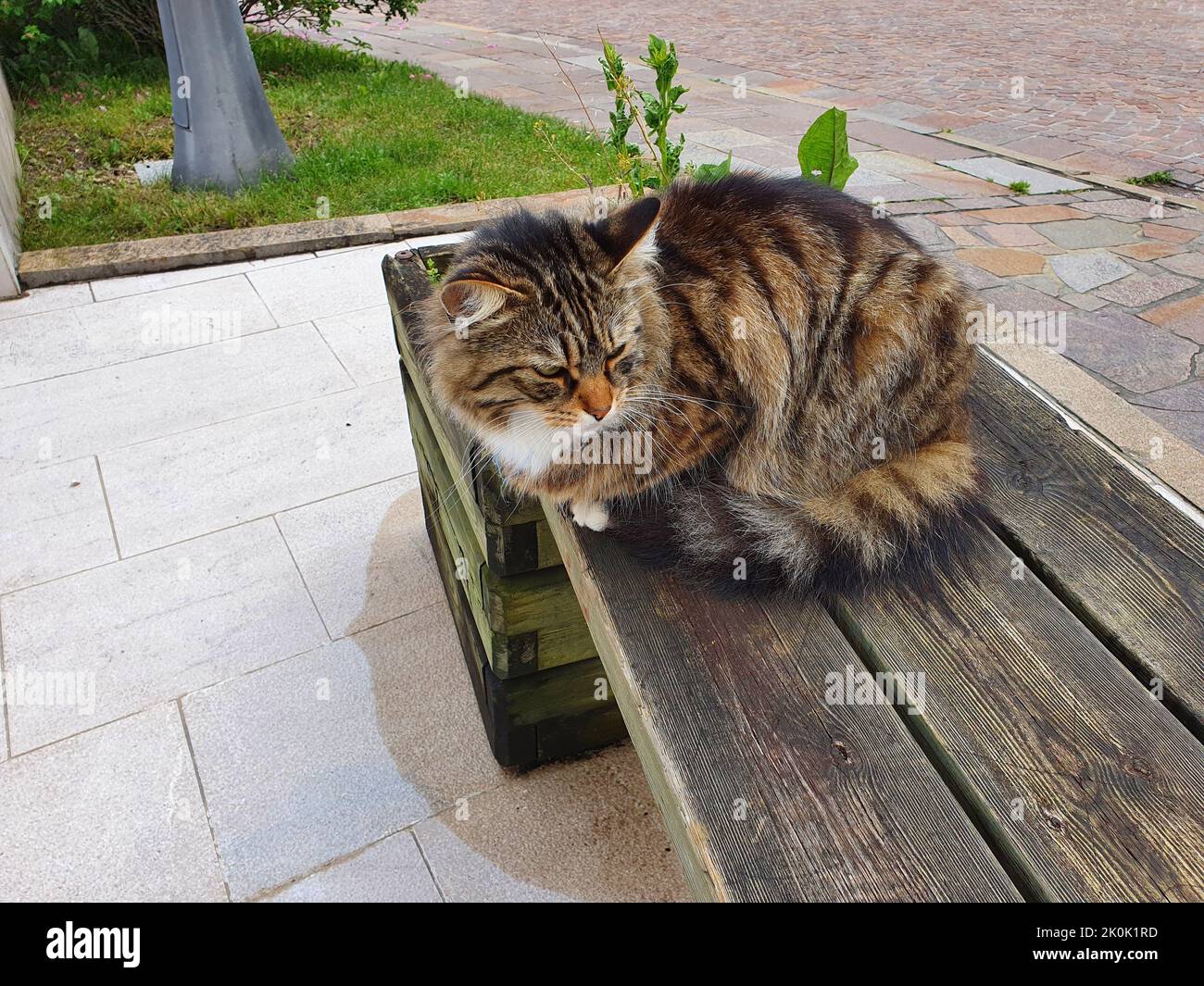 Die Katze sieht über die Situation um ihn herum sehr übermunter aus Stockfoto