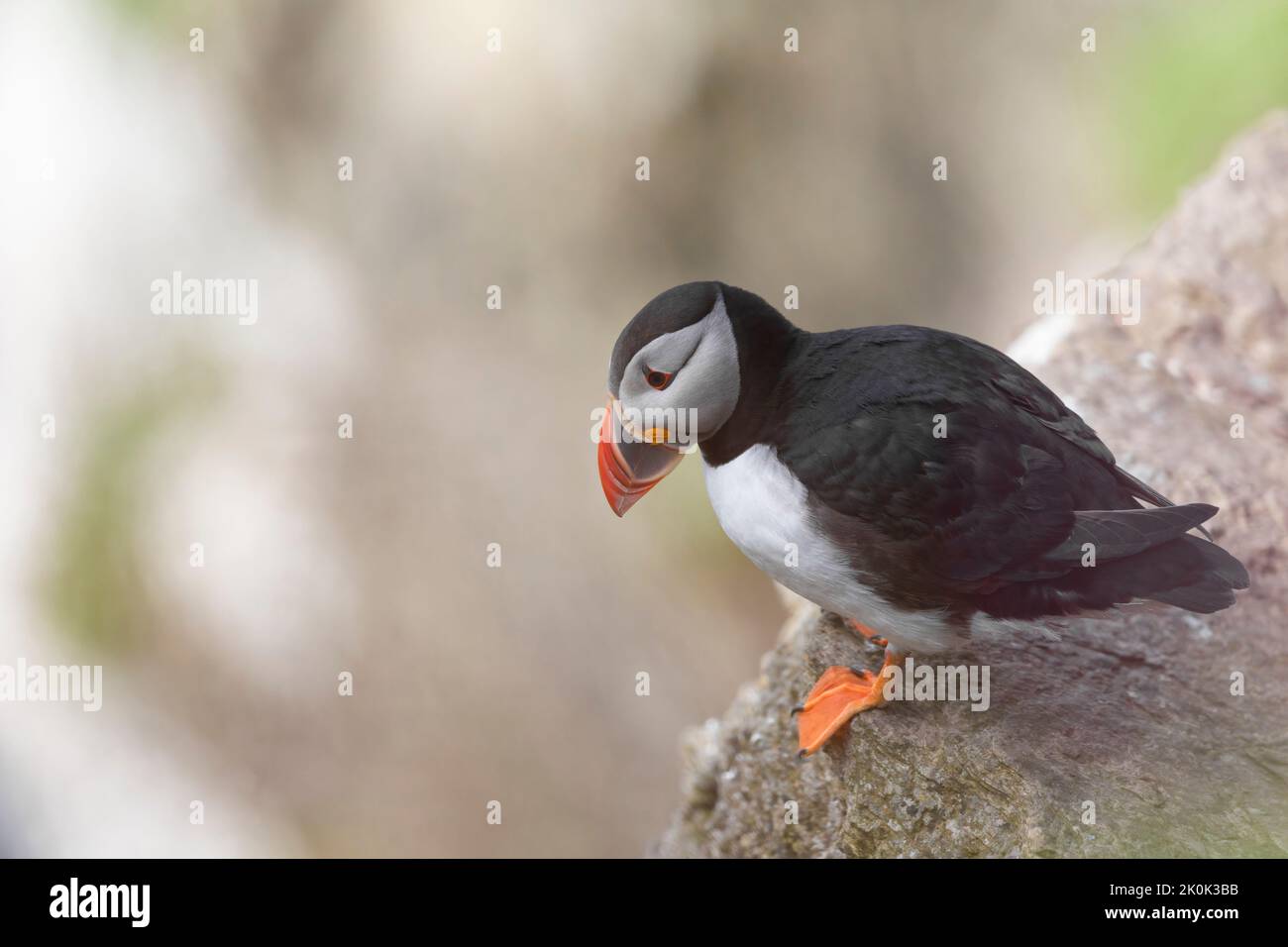 Papageitaucher (Fratercula arctica) auf den Orkney-Inseln Stockfoto