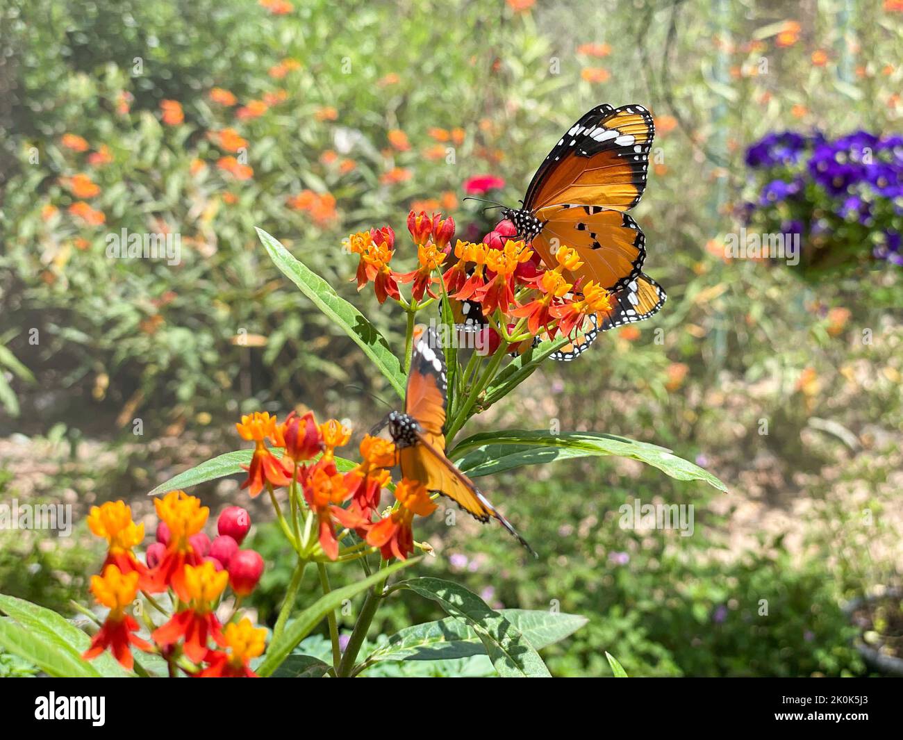 Tropischer exotischer Schmetterling, der sich von roten Blüten ernährt. Stockfoto