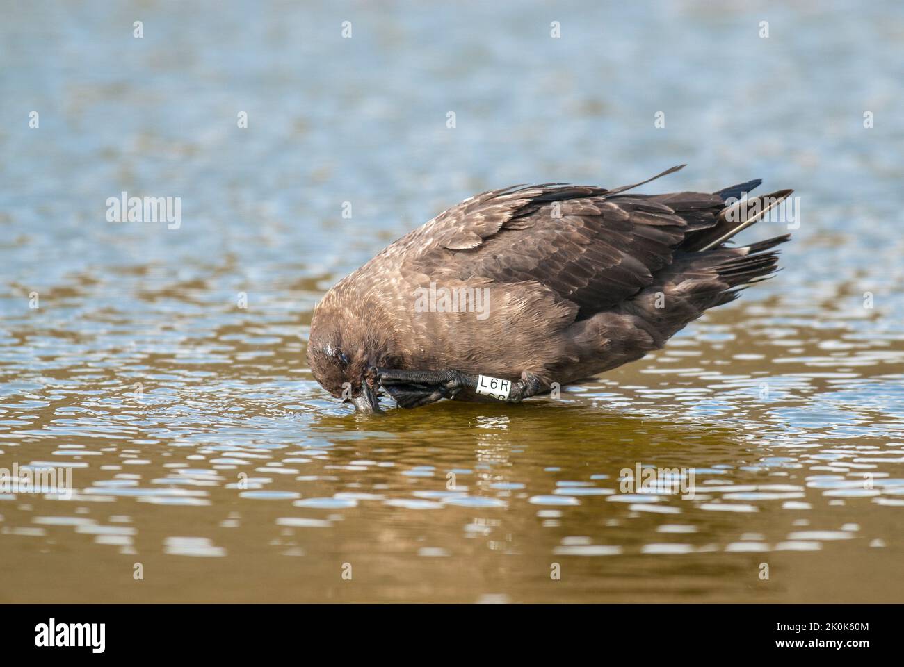 Antartic skua, Stercorarius antarcticus lonnbergi, füttert an einem toten Pinguin, Paulet Island, Antarktis. Stockfoto