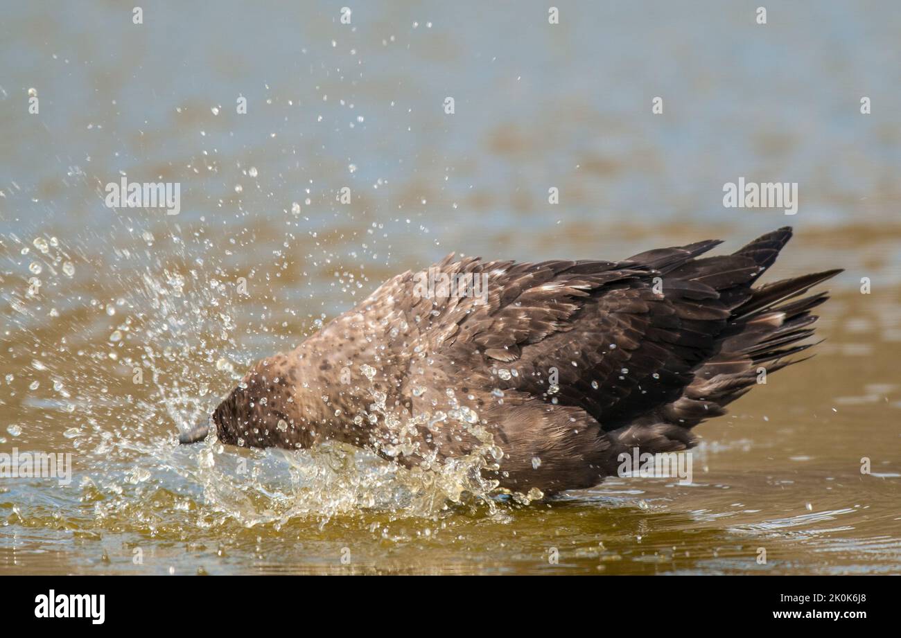 Antartic skua, Stercorarius antarcticus lonnbergi, füttert an einem toten Pinguin, Paulet Island, Antarktis. Stockfoto