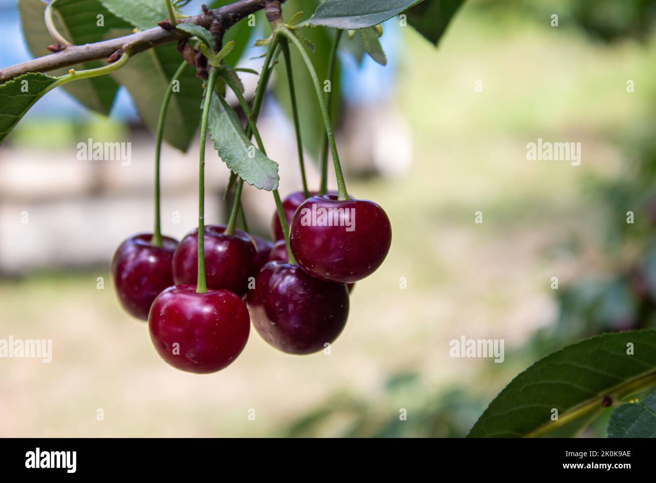 Saure Kirsche auf Baum. Landwirtschaft und Erntekonzept. Früchte anbauen. Stockfoto