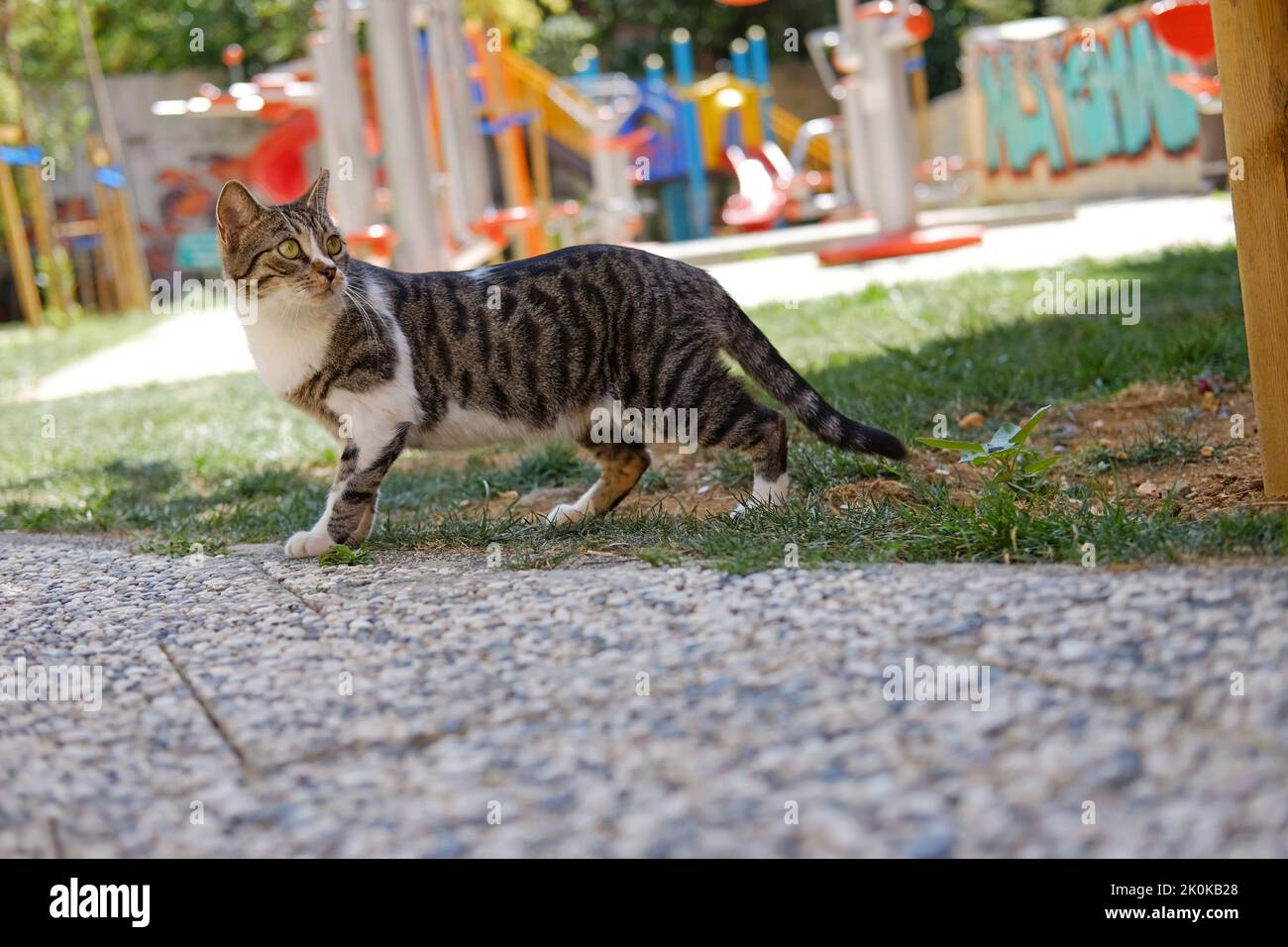 Eine gestromte Katze blickt zurück auf den Spielplatz der Stadt Stockfoto