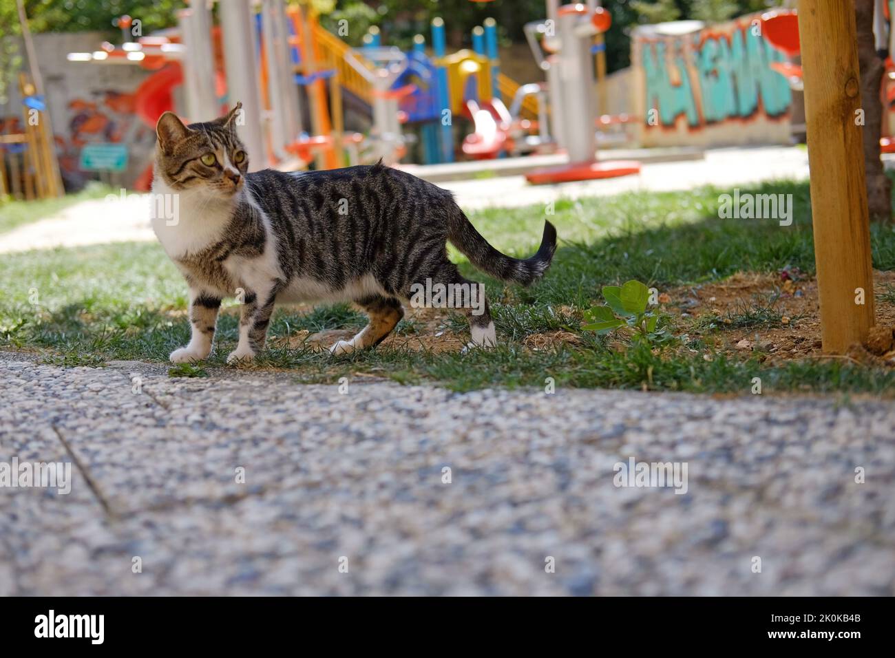 Eine gestromte Katze blickt zurück auf den Spielplatz der Stadt Stockfoto