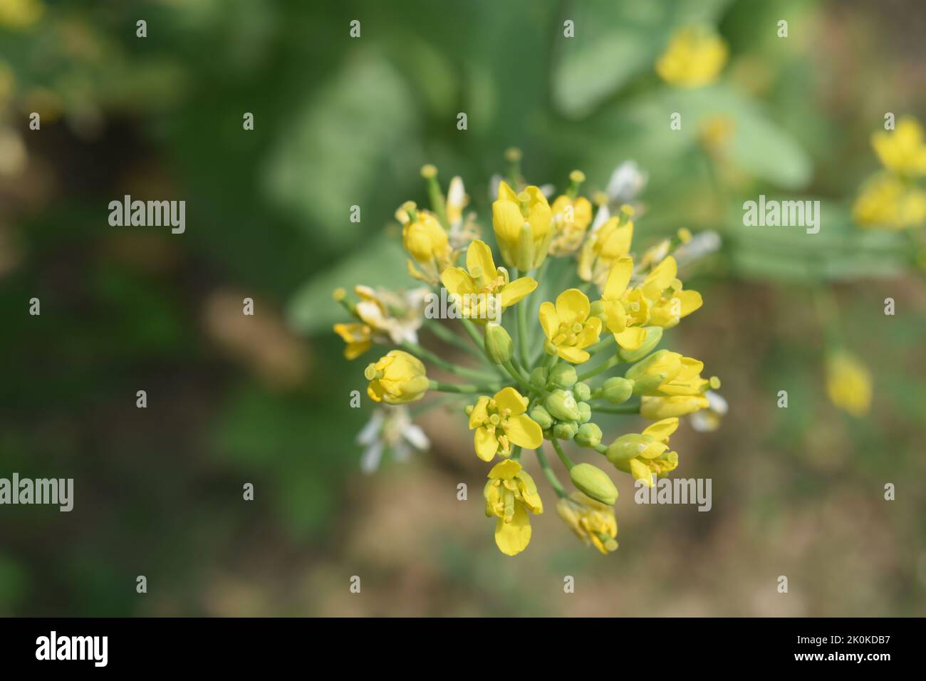 Nahaufnahme der Senfblume, sie bildet vier Blütenblätter und sechs Staubblätter Stockfoto