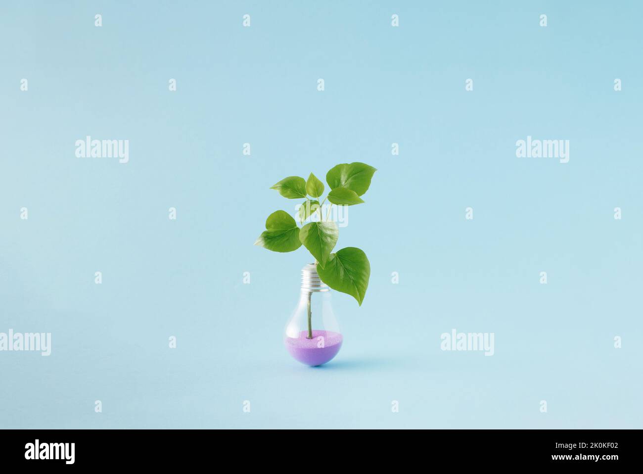 Energieeffizienzszene mit grünen Blättern, die aus einer Glühbirne wachsen, die mit violettem Sand auf blauem Hintergrund gefüllt ist. Stockfoto