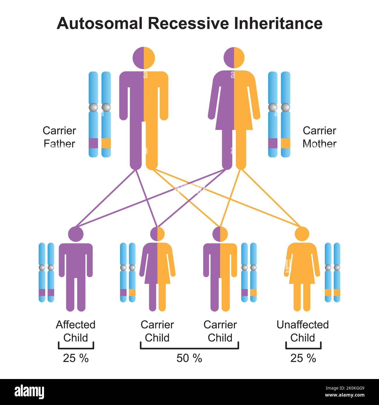 Wissenschaftliche Gestaltung der autosomal rezessiven Vererbung. Bunte Symbole. Vektorgrafik. Stock Vektor