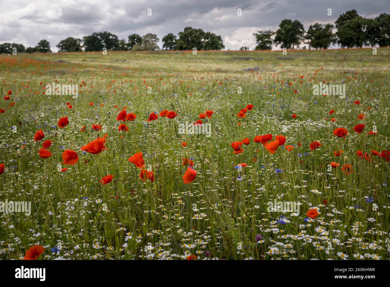 Blumenwiese in der beliebten Urlaubsregion Müritz in Mecklenburg Vorpommern in Ostdeutschland liegt zwischen Berlin und der Ostsee. Stockfoto