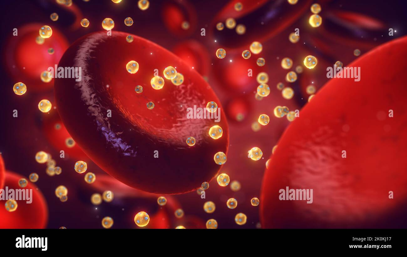 High-Density Lipoprotein Partikel (HDL) auch bekannt als gutes Cholesterin, im Blut. Stockfoto