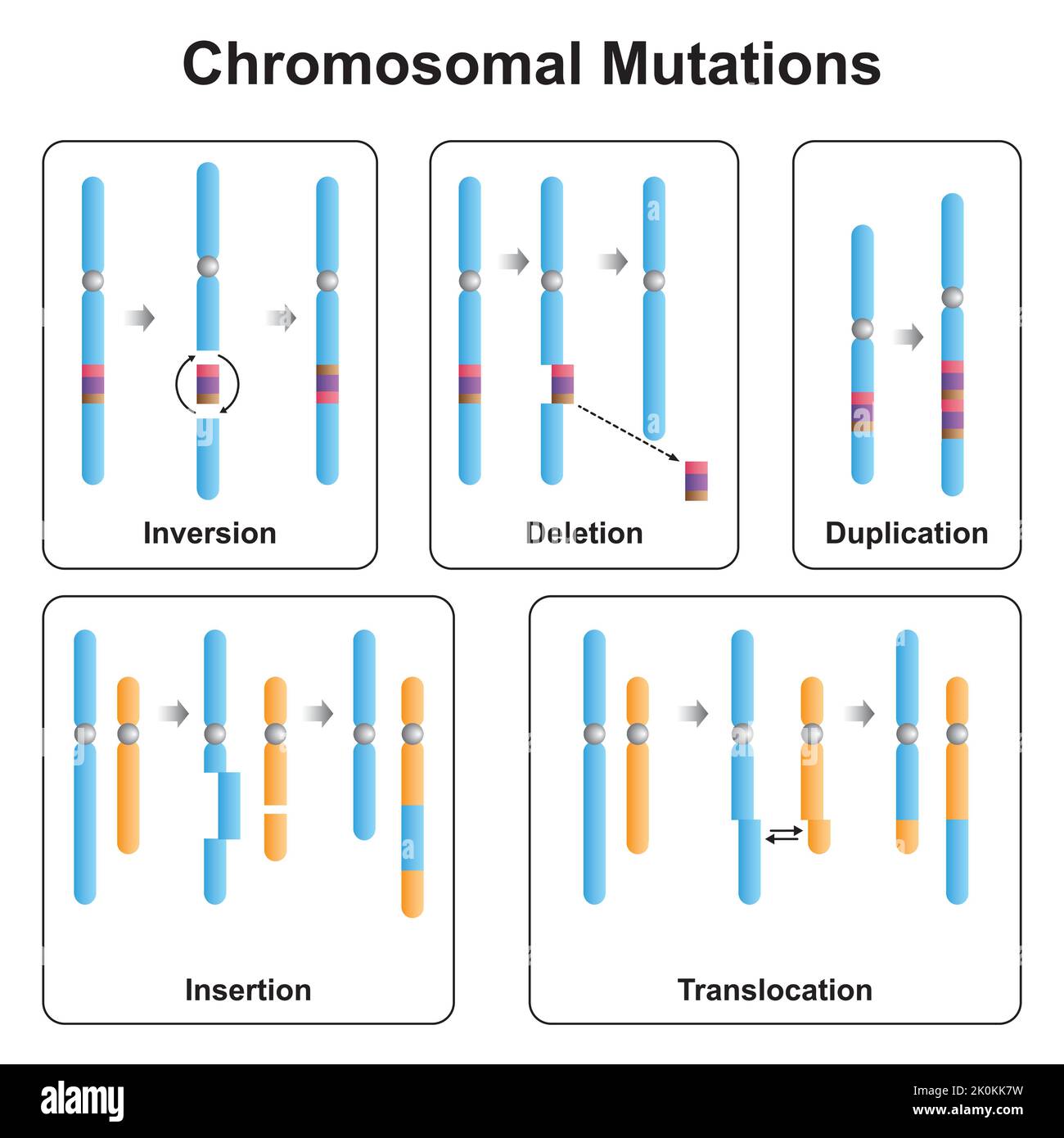 Wissenschaftliche Gestaltung von Chromosomentypen. Inversion, Löschung, Duplizierung, Einfügen und Translokation. Bunte Symbole. Vektor. Stock Vektor