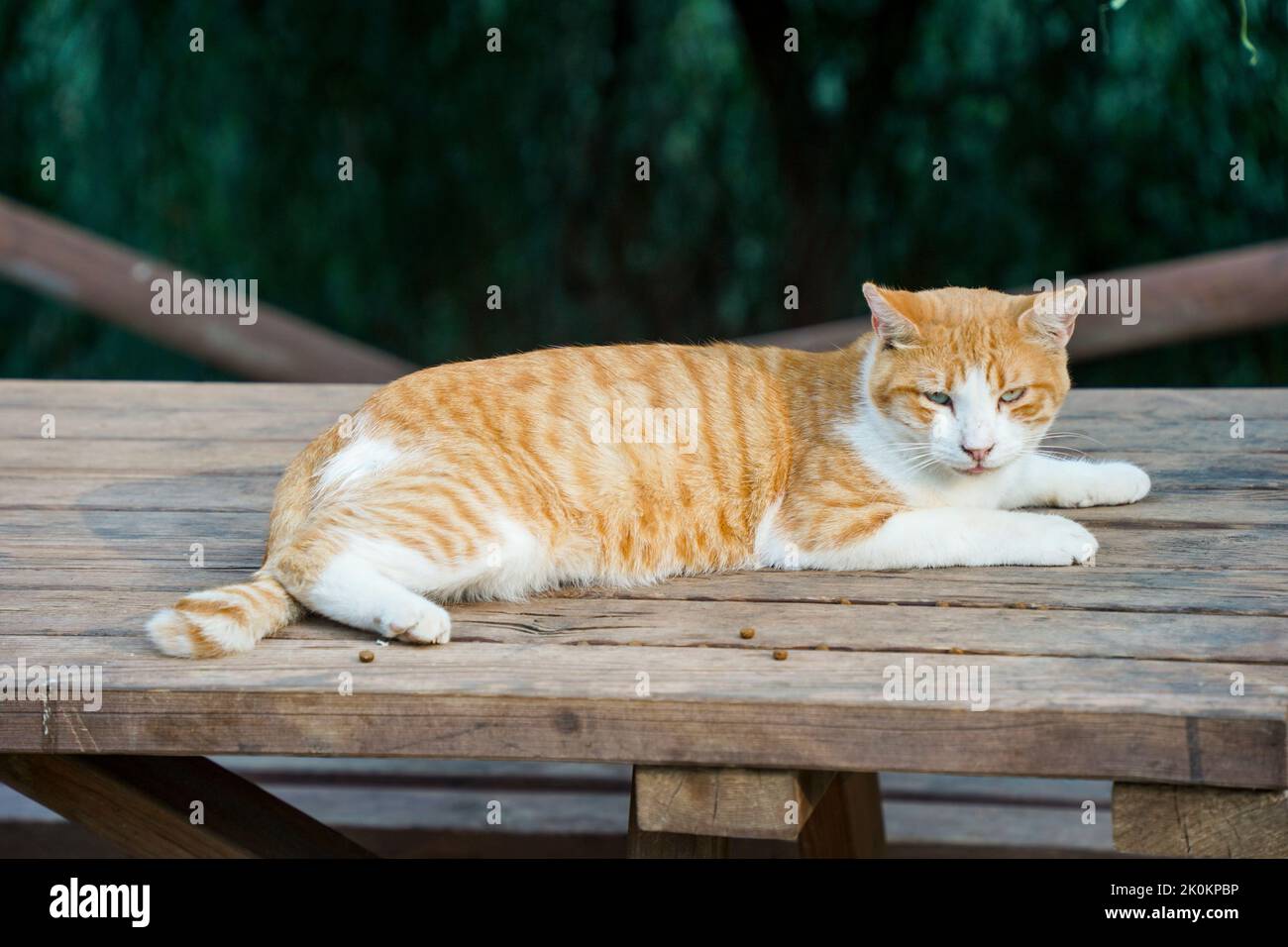 Ginger Katze verschlichen auf einem Holztisch im Freien. Stockfoto