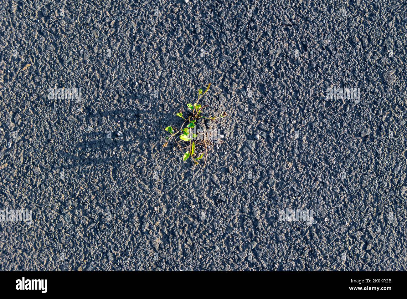 Die Lebenskraft der Pflanze bricht durch grüne Blätter durch die neu verlegte Straßenoberfläche, selektiver Fokus Stockfoto
