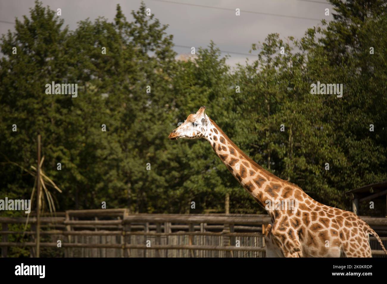 Giraffe zu Fuß im Zoo. Stockfoto