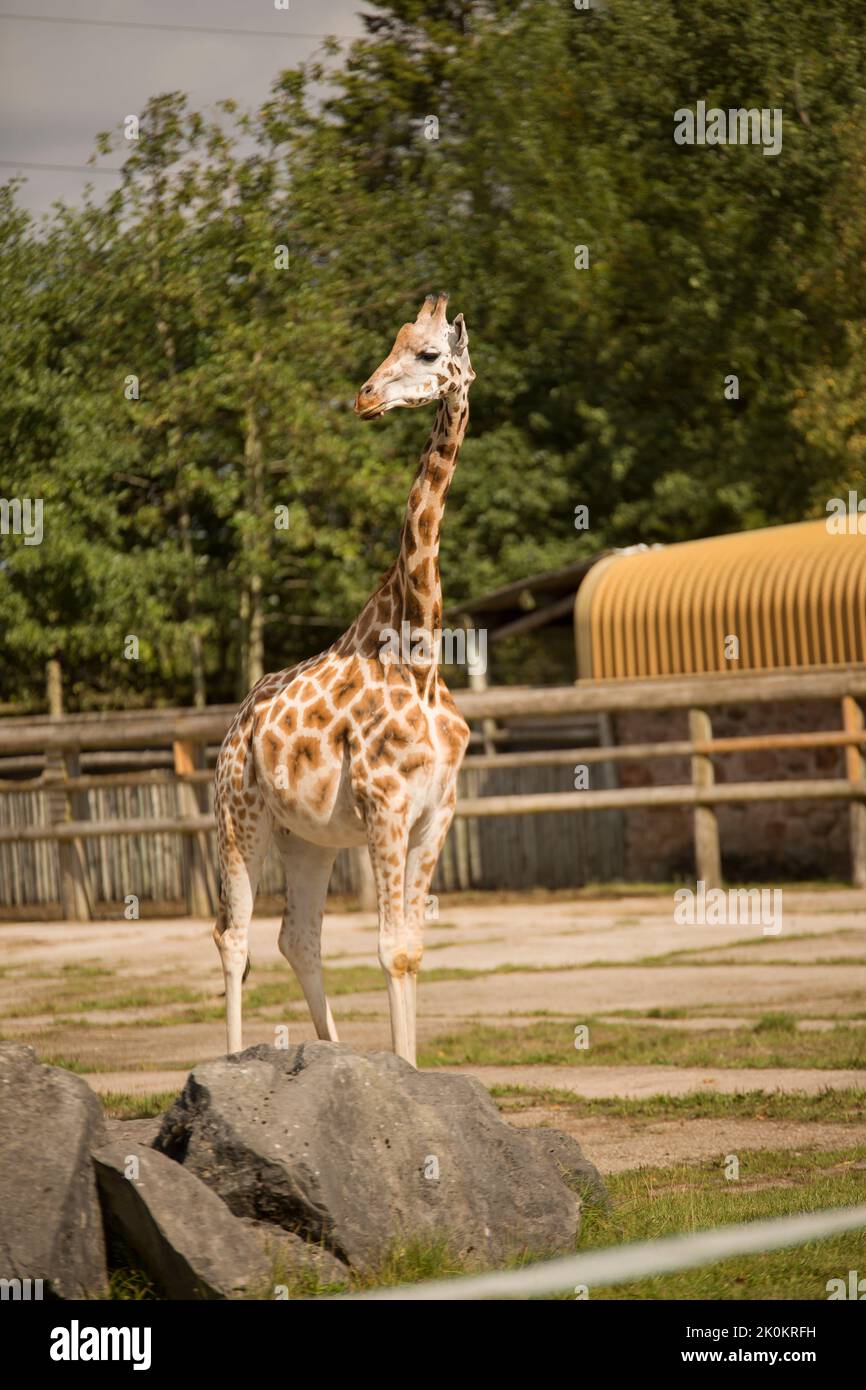 Giraffe im Zoo macht ihr eigenes Ding. Stockfoto