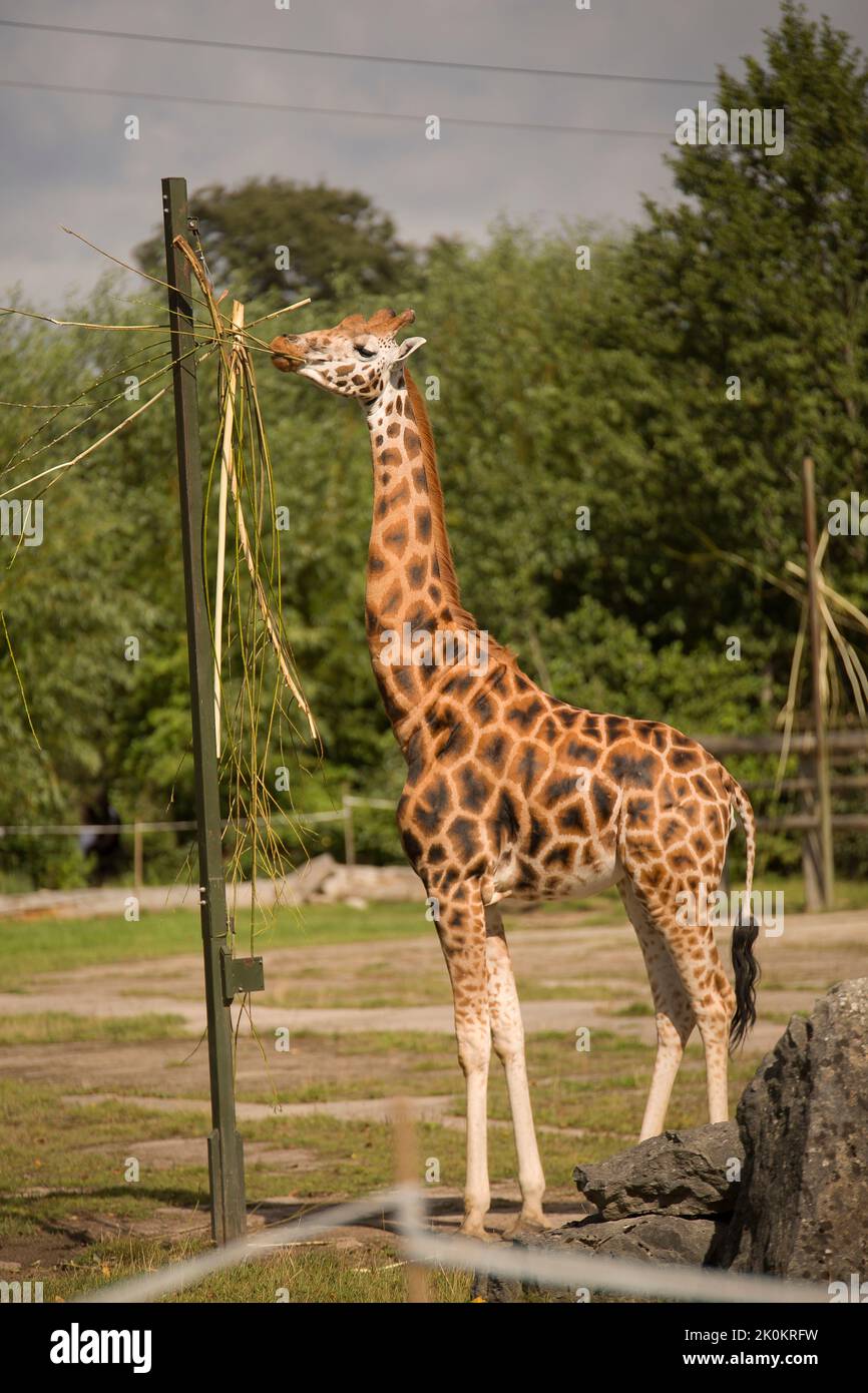 Giraffe im Zoo macht ihr eigenes Ding. Stockfoto