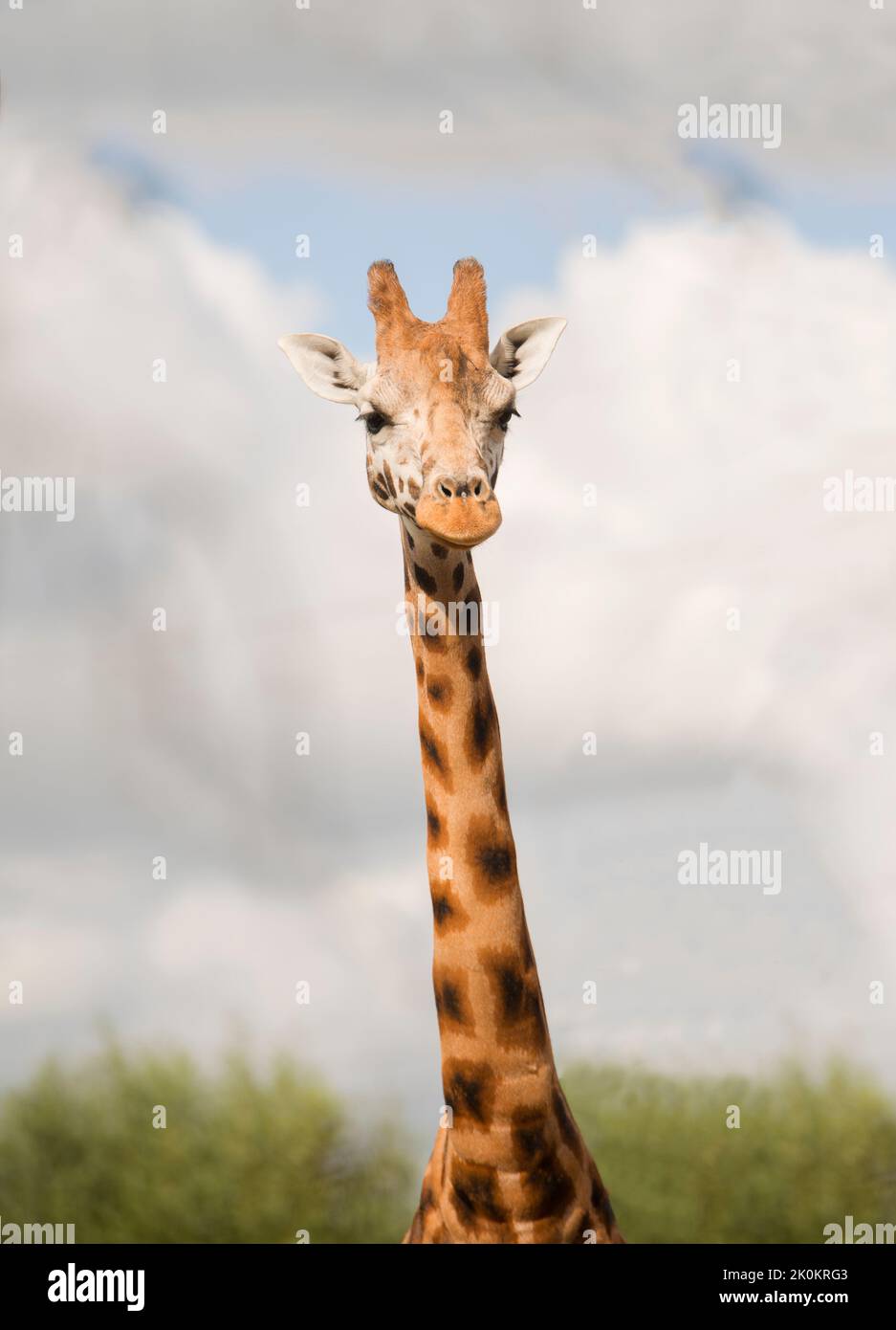Kopfschuss einer Giraffe im Zoo. Stockfoto