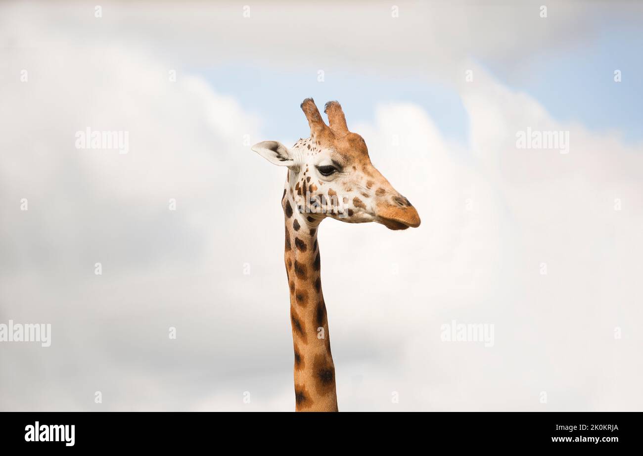 Kopfschuss einer Giraffe im Zoo. Stockfoto