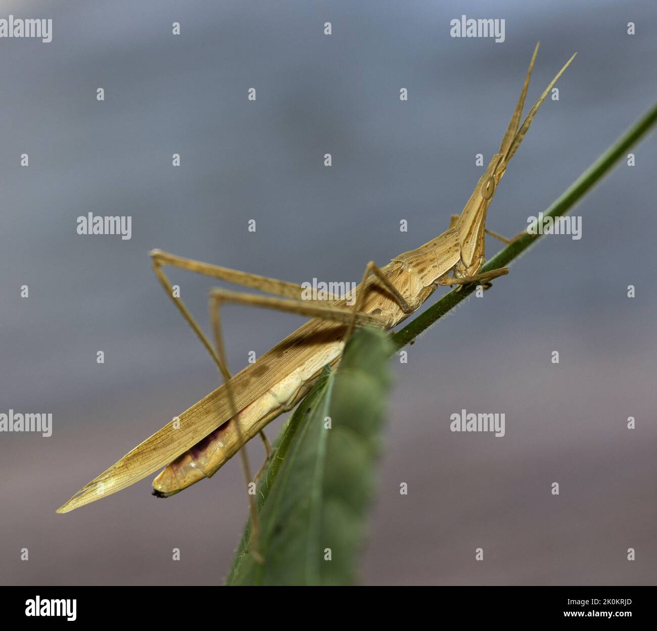Der Common Stick Grasshopper bevorzugt lange Grasflächen und hat einen markanten, länglichen Körper und Kopf. Sie sind Teil der kurzhörnigen Heuschrecke Stockfoto