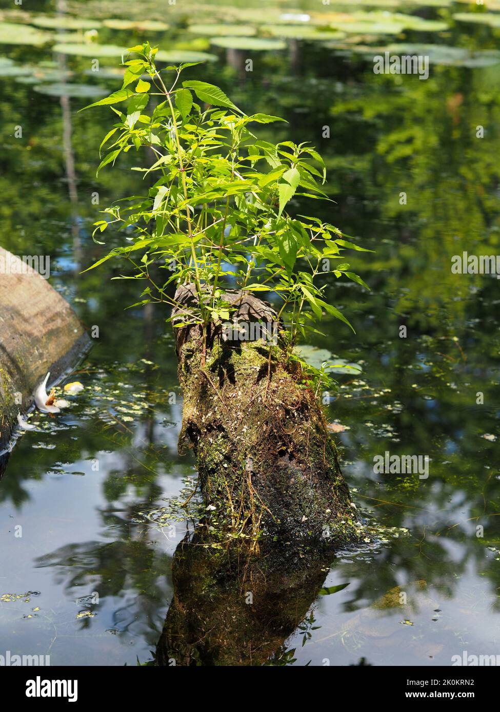 Junge Triebe und Blätter wachsen aus einem wasserumgeloggten Baumstumpf am Mud Lake in Ottawa, ON, Kanada. Stockfoto