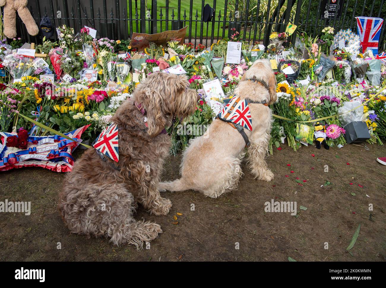 Windsor, Großbritannien. 12.. September 2022. Die italienischen Spinone-Hunde Otto und Flora kamen, um sich die Blumen anzusehen, die ihre Majestät, die Königin, heute Nachmittag auf dem langen Spaziergang mit ihren Besitzern, der Familie Hill, hinterlassen hat. Quelle: Maureen McLean/Alamy Live News Stockfoto