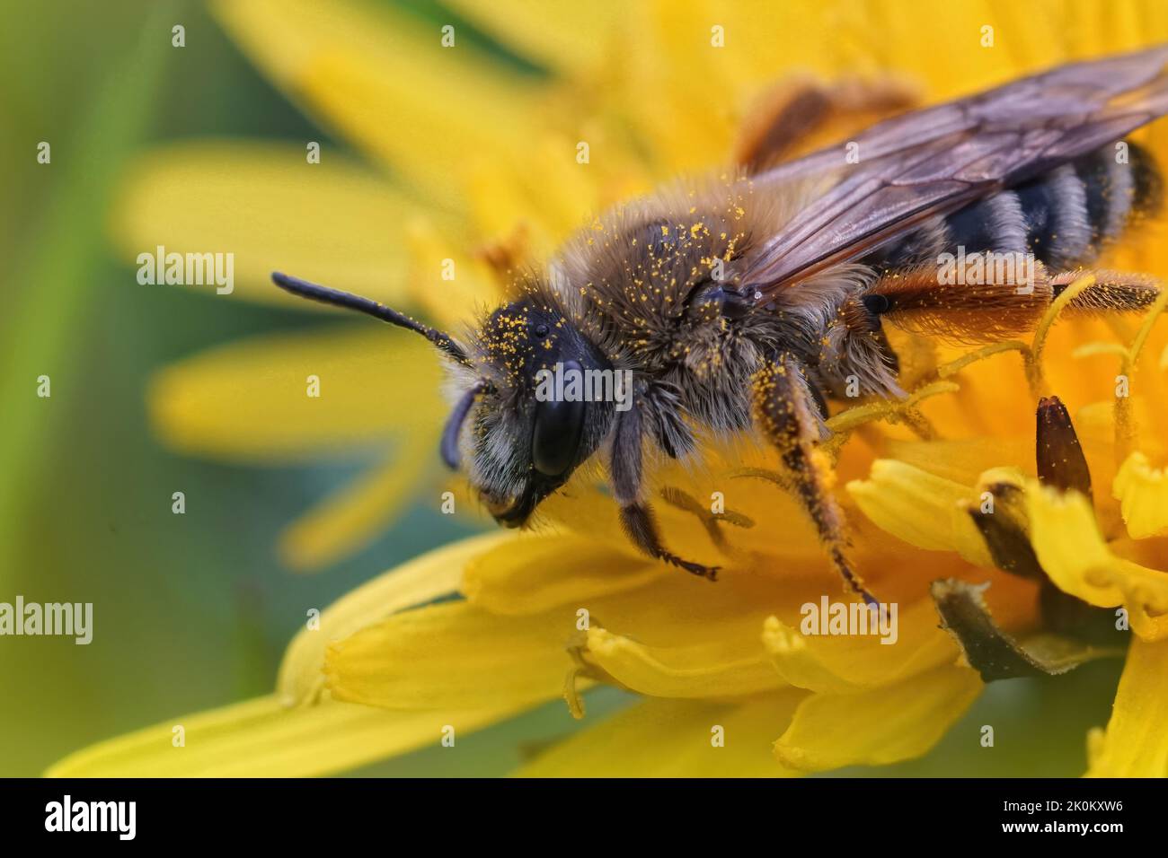 Nahaufnahme eines haarigen Weibchens der selten anzutreffenden Bänderbiene, Andrena gravida, die in einer gelben Dandelionenblume sitzt Stockfoto