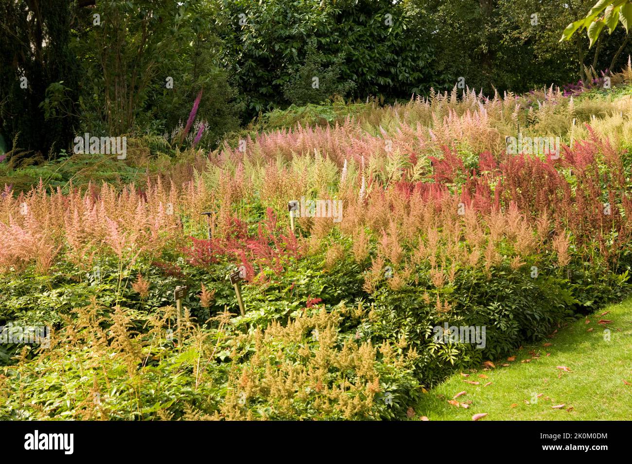 Die nationale Astilbe-Pflanzensammlung in den Holehird Gardens. Windermere, Lake District, Cumbria, England, Großbritannien Stockfoto