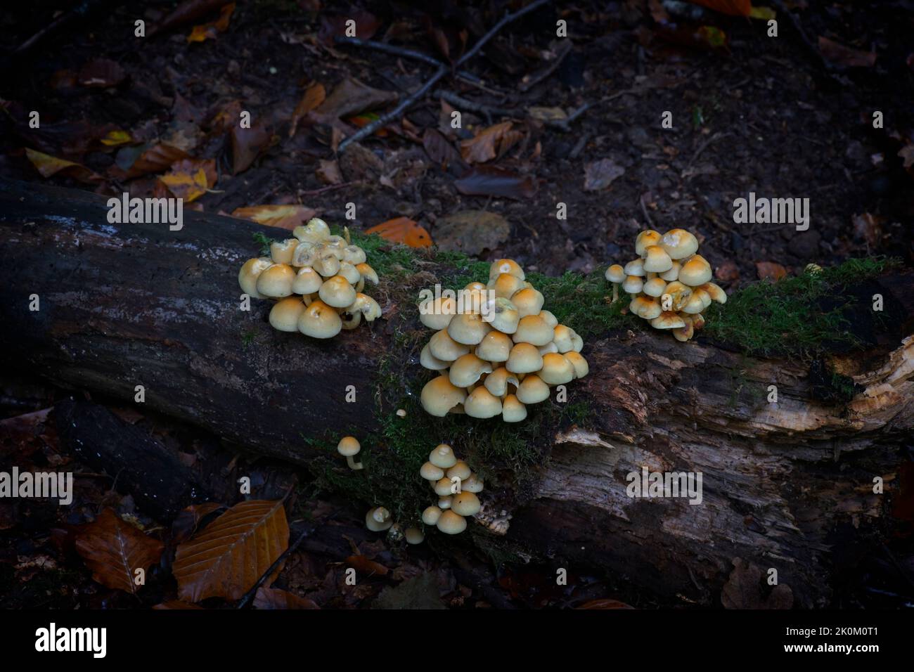 Im Herbst in Großbritannien wachsen die Fliegenpilze auf einem Waldboden Stockfoto