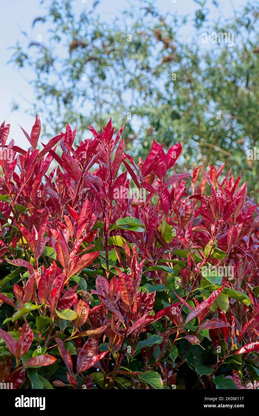 Photinia - Rotkehlchen - Hecke Stockfoto