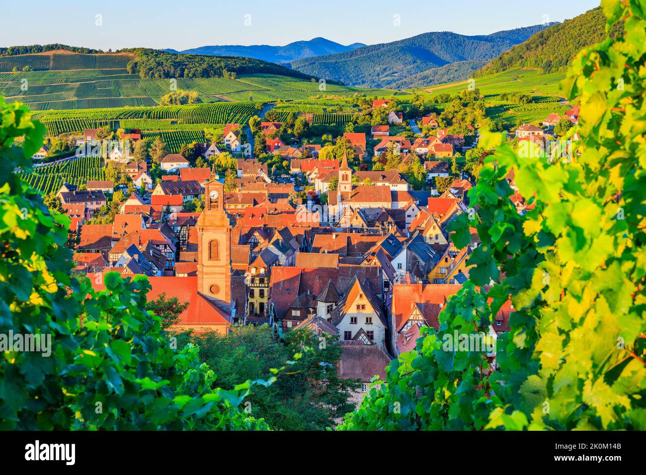 Riquewihr, Frankreich. Landschaft mit Weinbergen in der Nähe des historischen Dorfes. Die Elsässische Weinstraße. Stockfoto