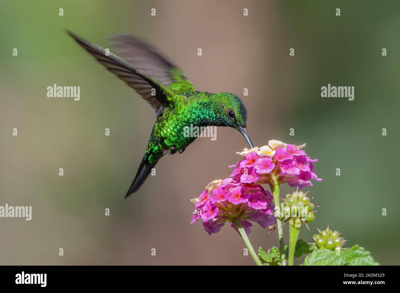 Grün gekrönter brillanter Kolibri, der sich auf lantana-Blüten ernährt, gezeigt in Boquete, Panama. Stockfoto