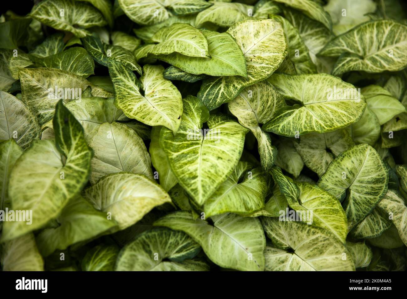 Pfeilspitzenrebe (Syngonium podophyllum) von Bali Island, Indonesien Stockfoto