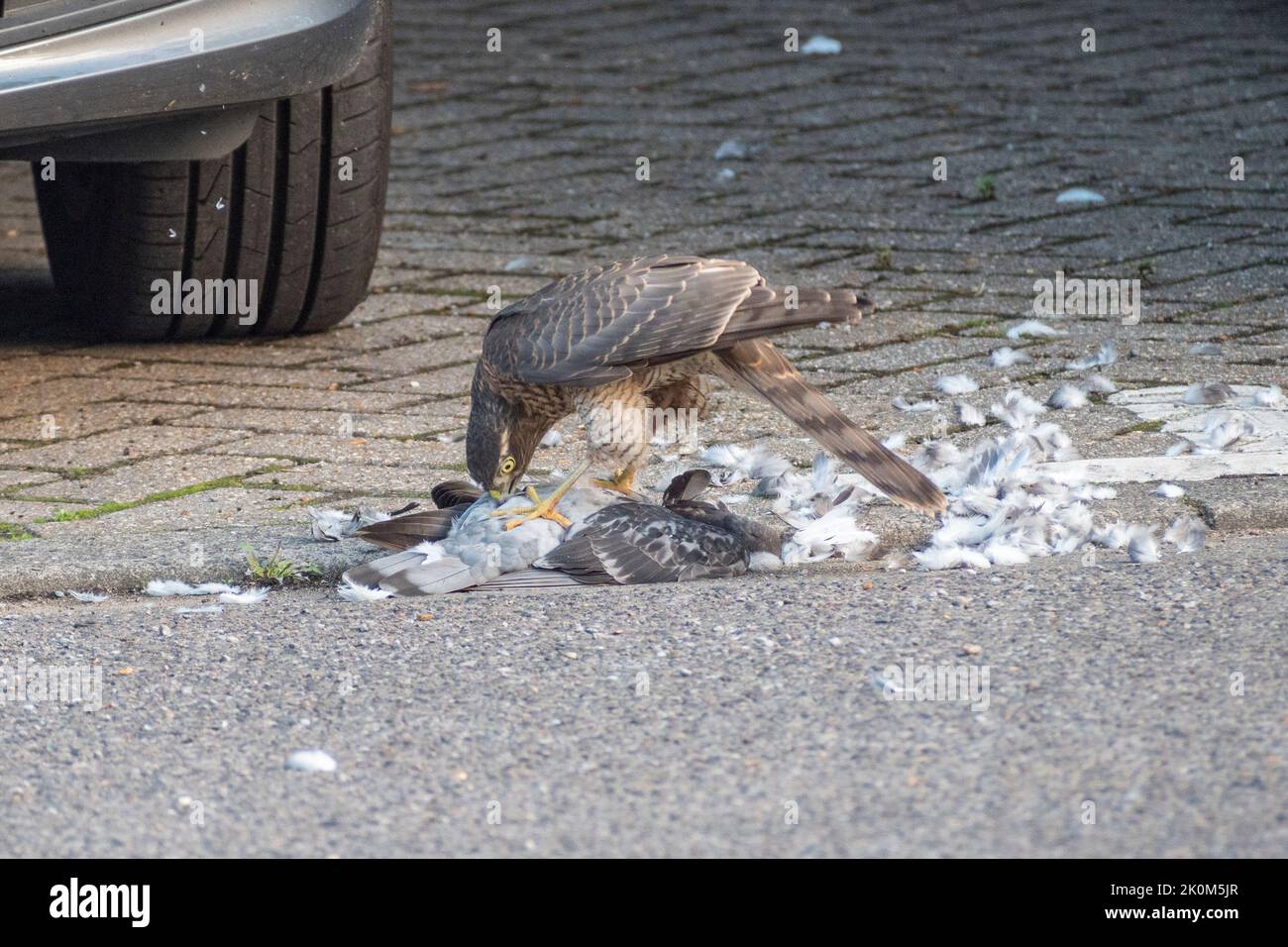 Nahaufnahme eines eurasischen Sparrowhawks (Accipiter nisus), der sich in einer städtischen Umgebung, Großbritannien, an einer toten Taube ernährt. Stockfoto