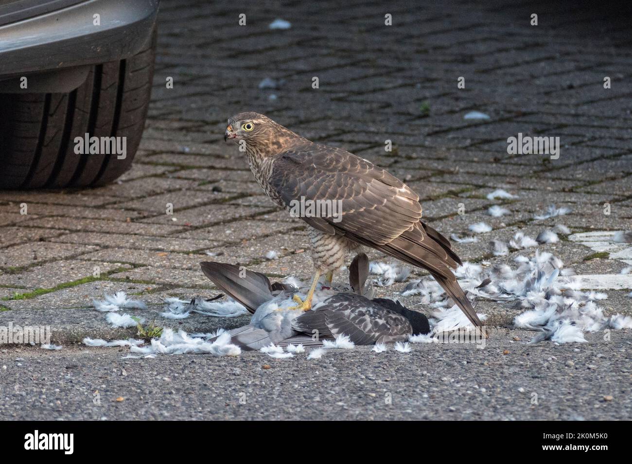 Nahaufnahme eines eurasischen Sparrowhawks (Accipiter nisus), der sich in einer städtischen Umgebung, Großbritannien, an einer toten Taube ernährt. Stockfoto