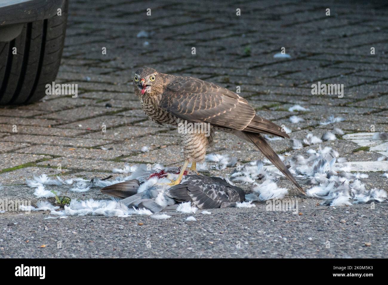 Nahaufnahme eines eurasischen Sparrowhawks (Accipiter nisus), der sich in einer städtischen Umgebung, Großbritannien, an einer toten Taube ernährt. Stockfoto